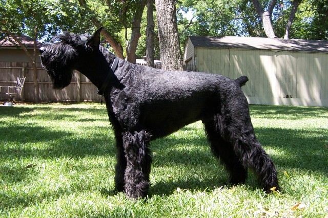 Schnauzer Gigante - Wild and Pet