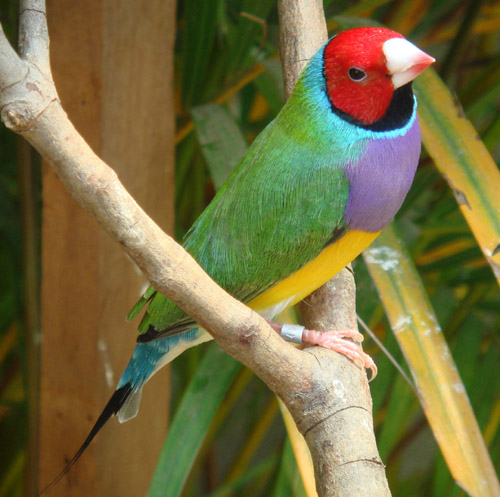 Diamante di Gould - Wild and Pet