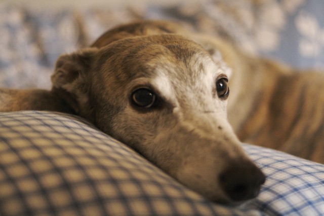 Greyhound - Wild and Pet