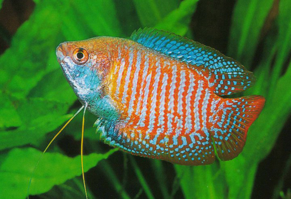 Gurami nano - Wild and Pet