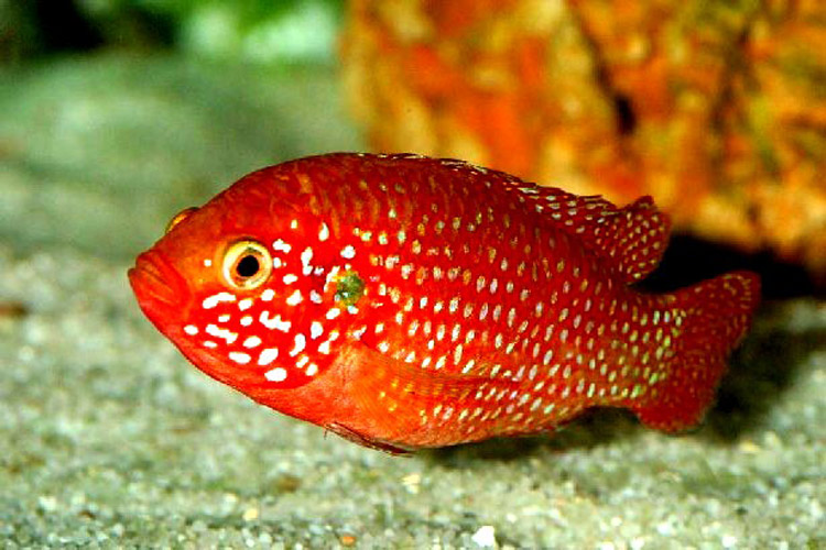 Hemichromis lifallili - Wild and Pet