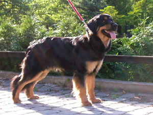 Hovawart - Wild and Pet
