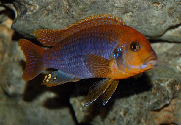 Lodotropheus sprengerae - Wild and Pet