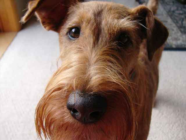 Irish Terrier - Wild and Pet