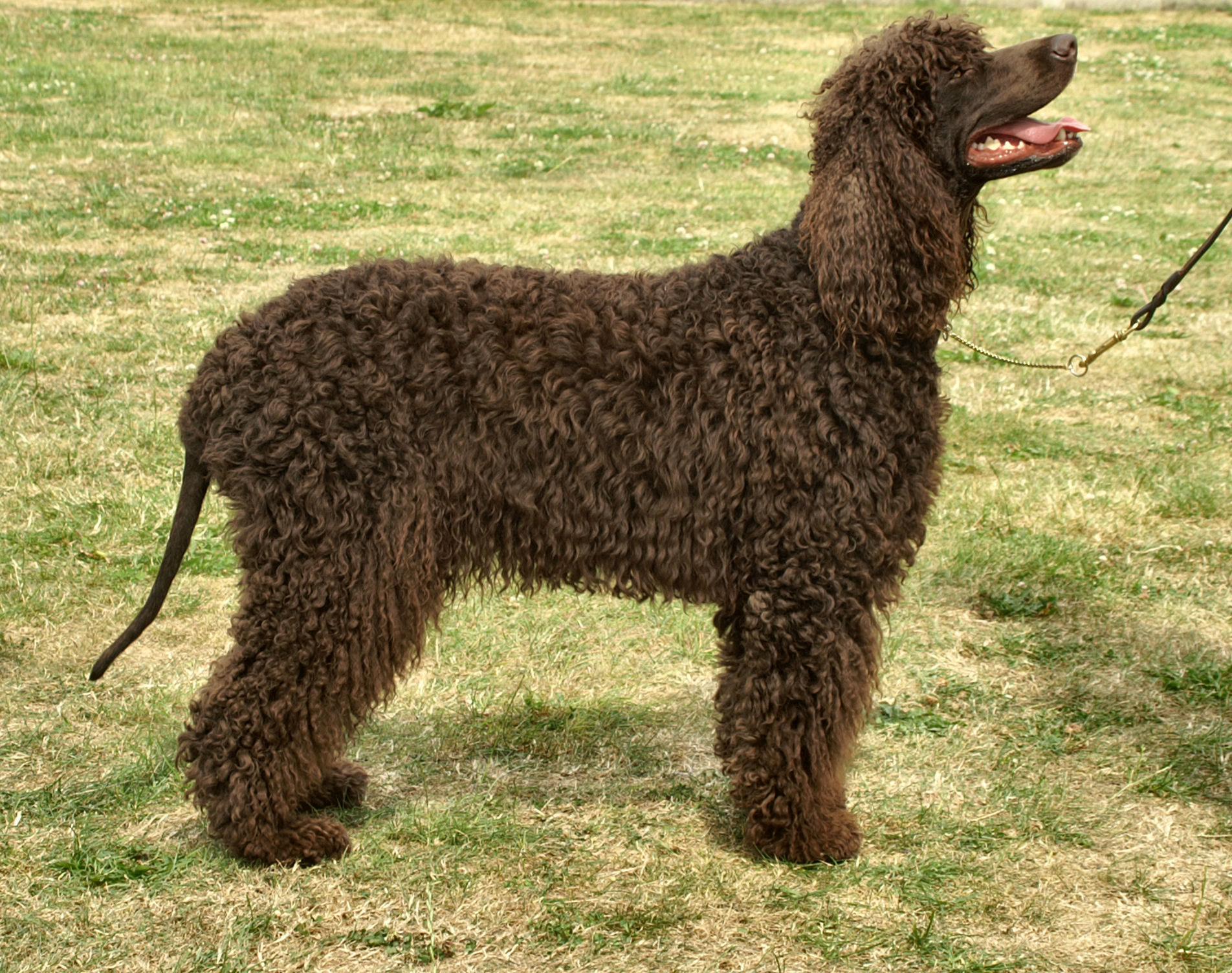 Irish Water Spaniel - Wild and Pet