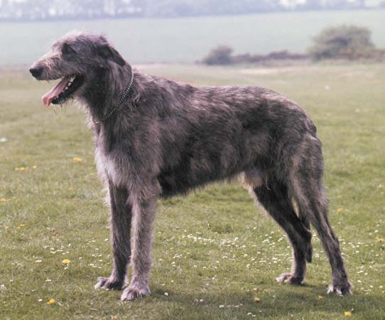 Irish Wolfhound - Wild and Pet