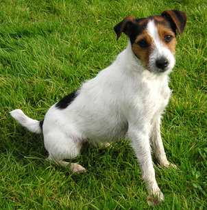 Jack Russel Terrier - Wild and Pet