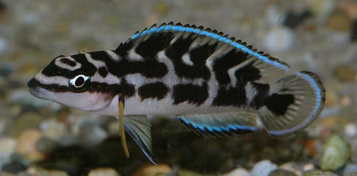 Julidochromis transcriptus - Wild and Pet