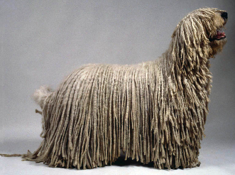 Komondor - Wild and Pet