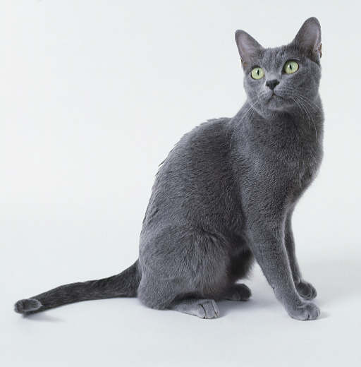 Korat - Wild and Pet