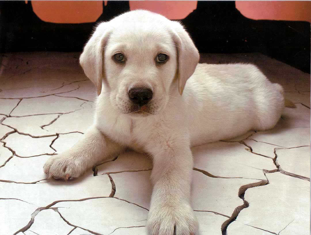 Labrador Retriever - Wild and Pet