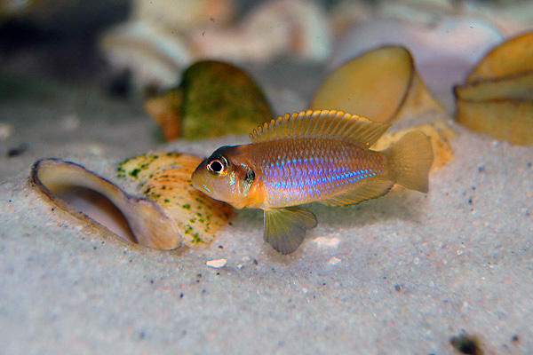 Lamprologus ocellatus - Wild and Pet