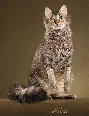 La Perm - Wild and Pet