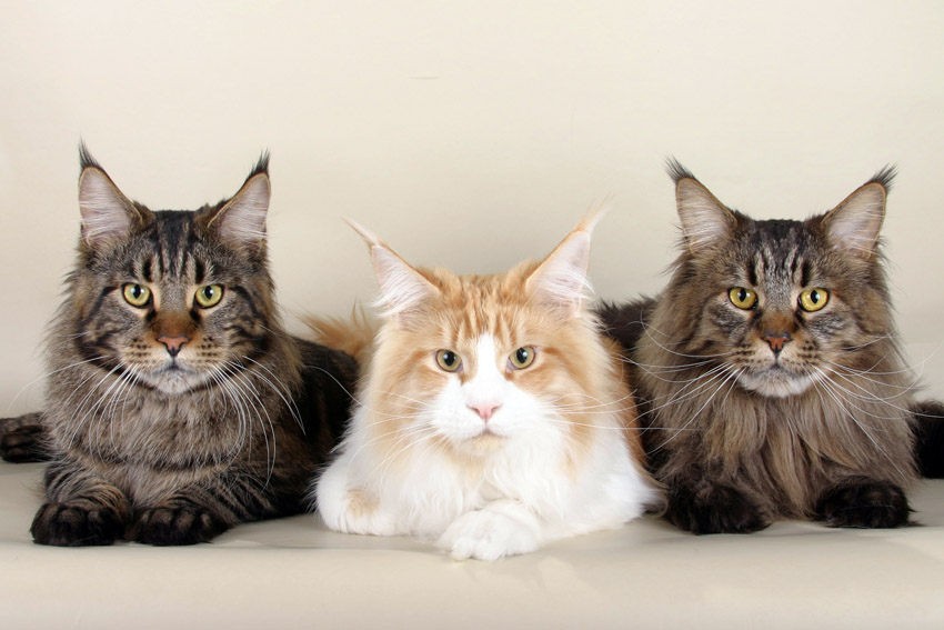Maine Coon - Wild and Pet