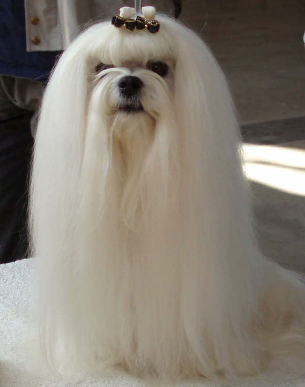 Maltese - Wild and Pet