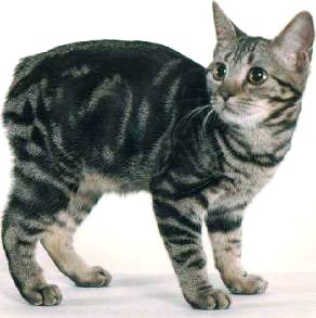 Manx - Wild and Pet
