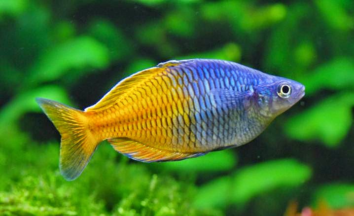 Melanotaenia boesemani - Wild and Pet