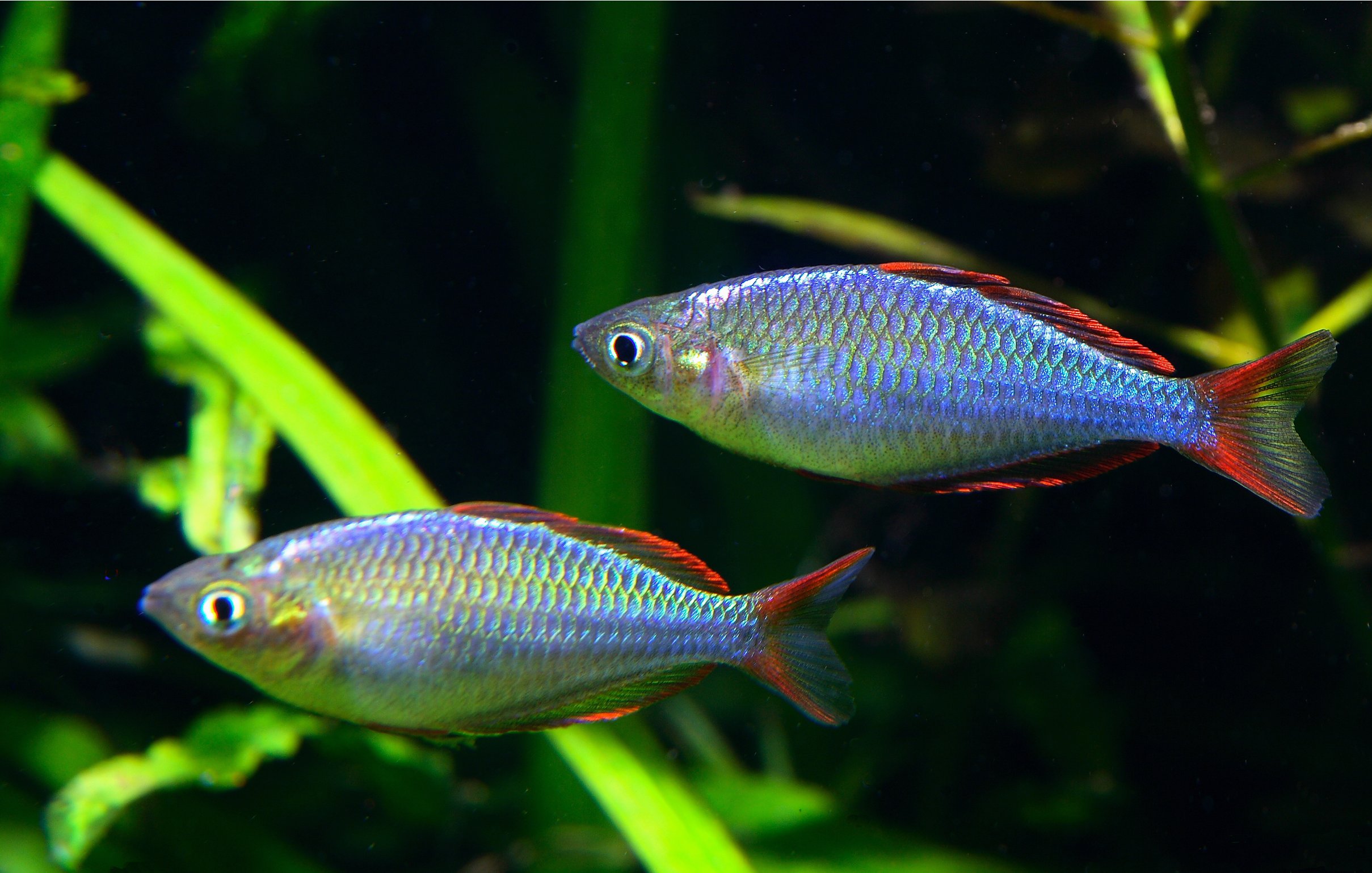 Melanotaenia praecox - Wild and Pet