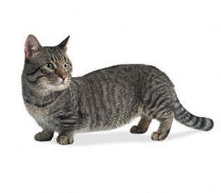 Munchkin - Wild and Pet