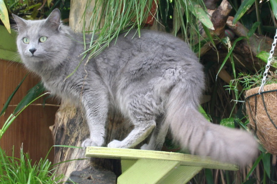 Nebelung - Wild and Pet