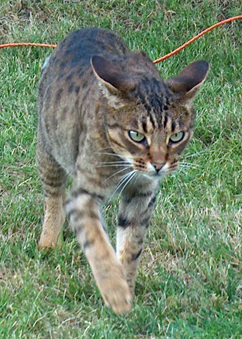 Ocicat - Wild and Pet