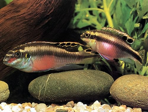 Pelvicachromis pulcher - Wild and Pet