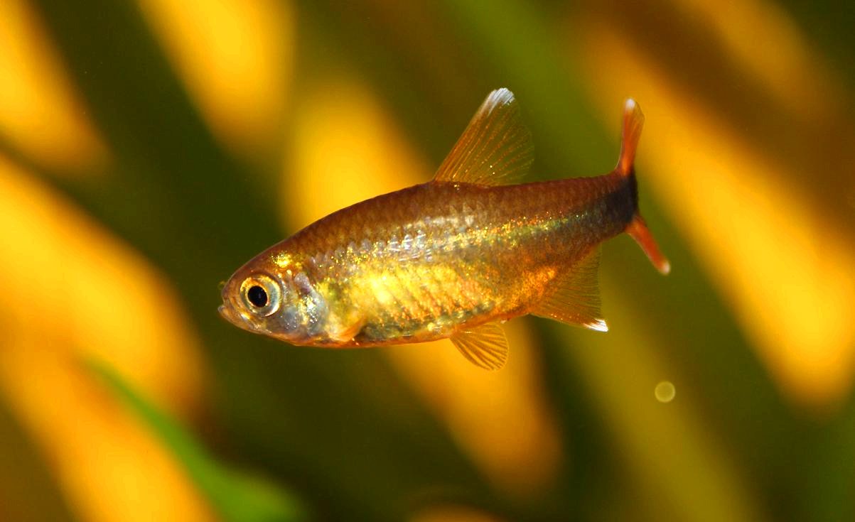 Pesce dollaro - Wild and Pet