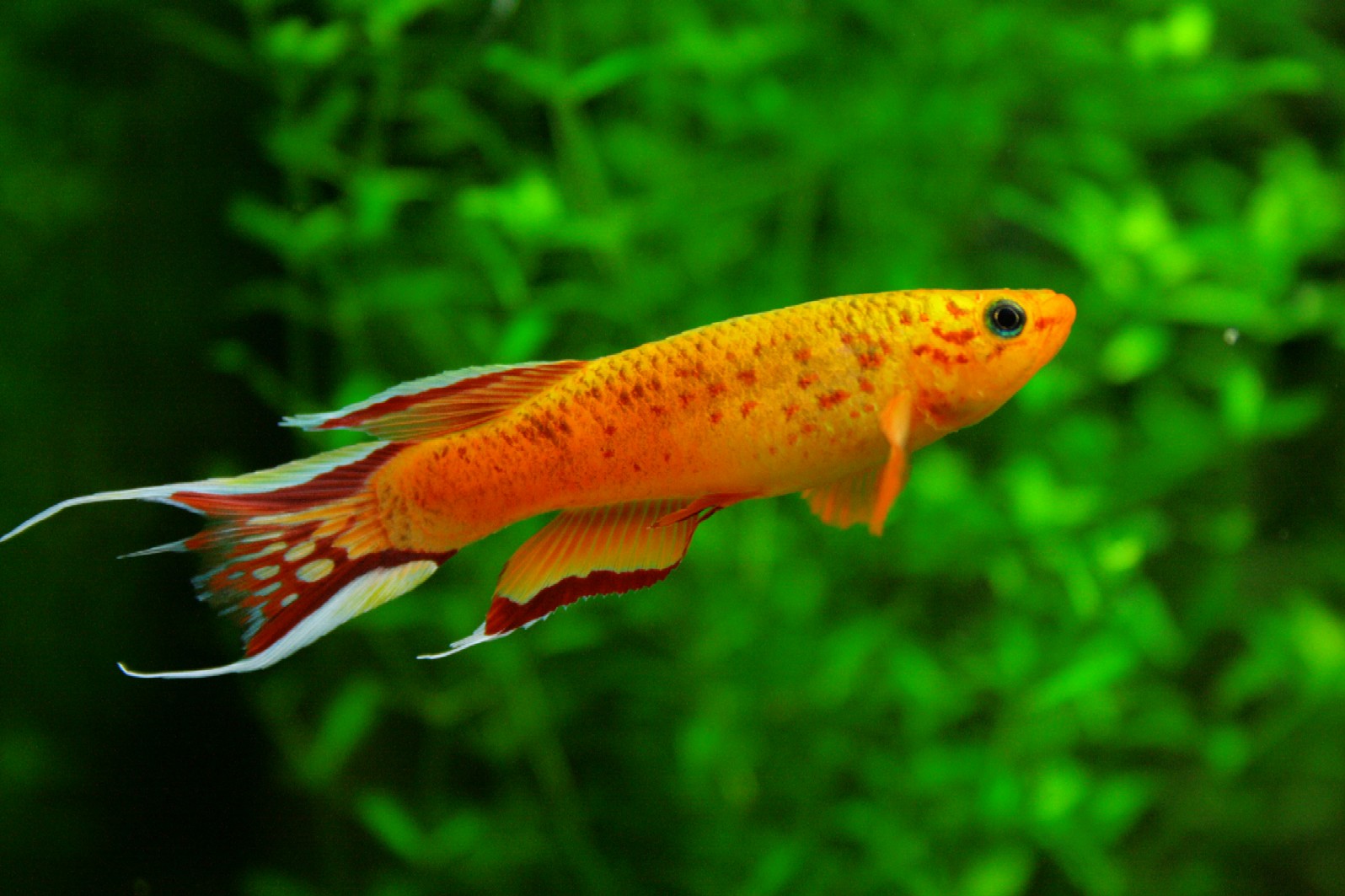 Pesce Fagiano - Wild and Pet