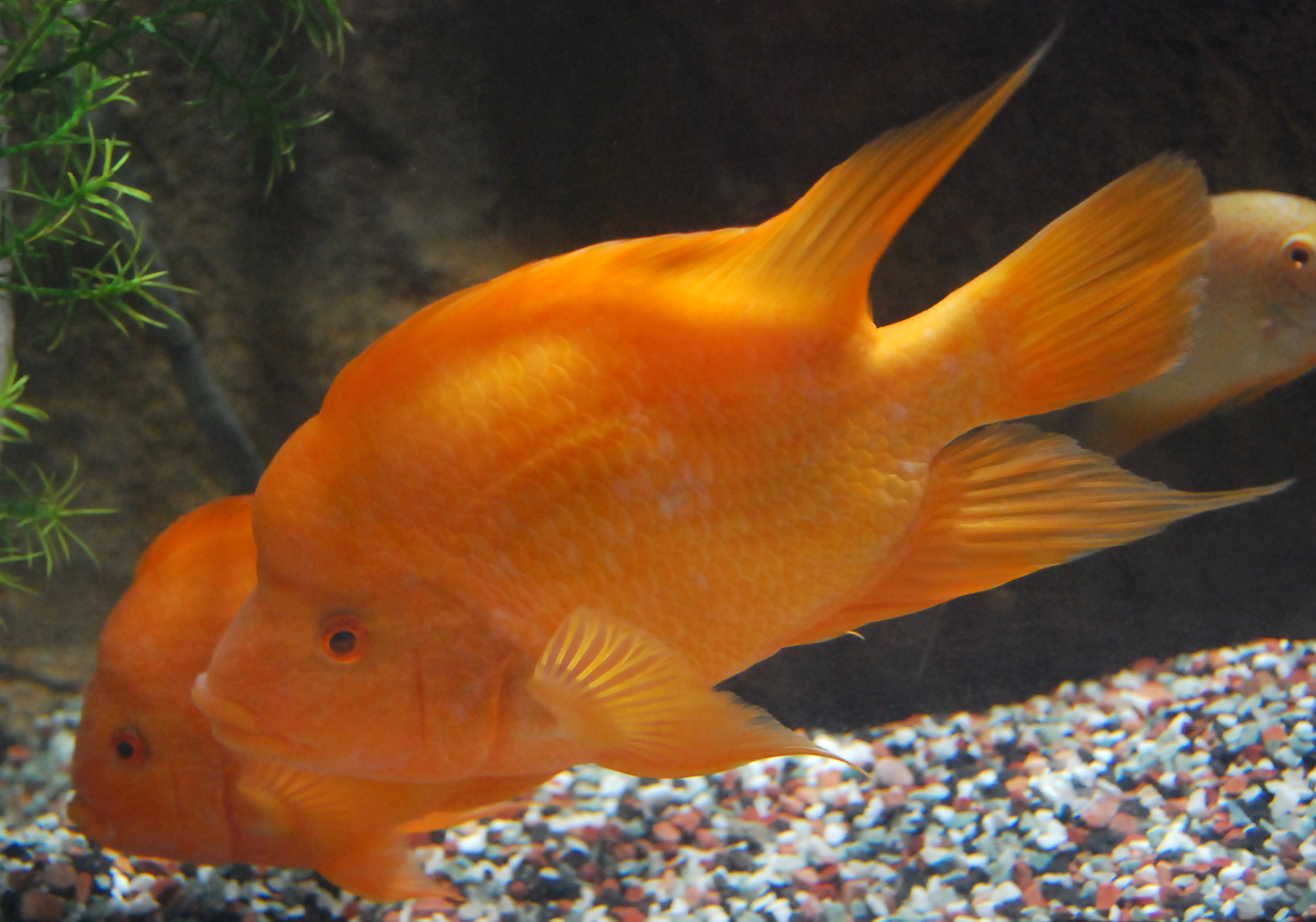 Pesce limone - Wild and Pet