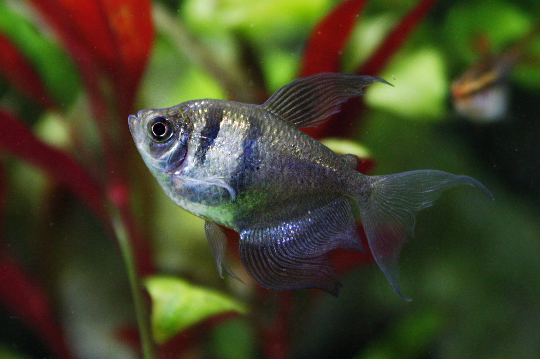 Pesce vedovo - Wild and Pet