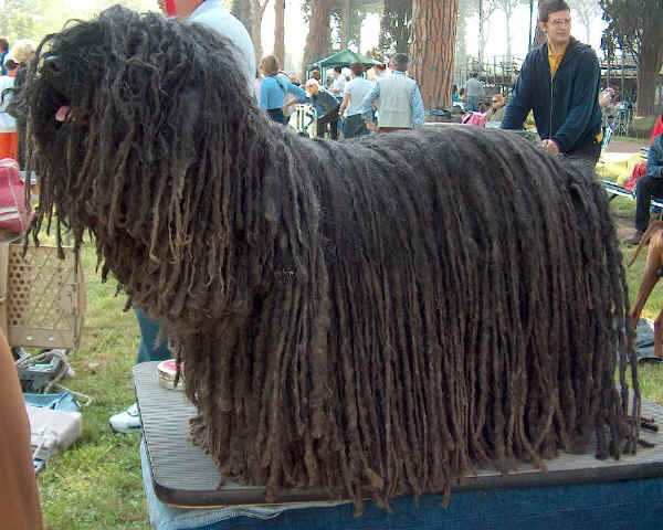 Puli - Wild and Pet