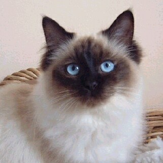 Ragdoll - Wild and Pet