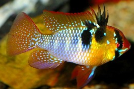 Ram, ciclide nano di Ramirez - Wild and Pet