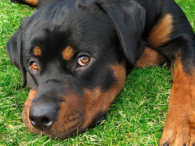 rottweiler01