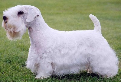 Sealyham Terrier - Wild and Pet