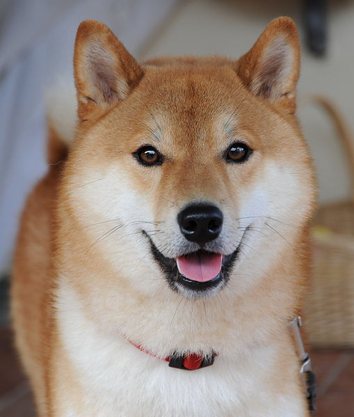 Shiba - Wild and Pet