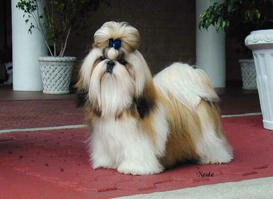 Shih-Tzu - Wild and Pet