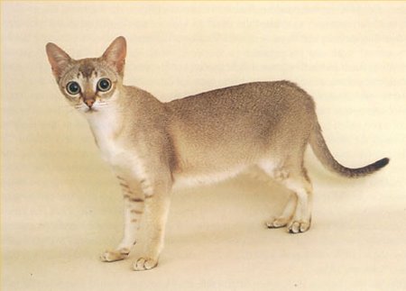 Singapura - Wild and Pet