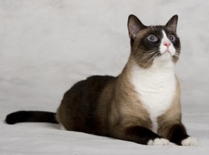 Snowshoe - Wild and Pet