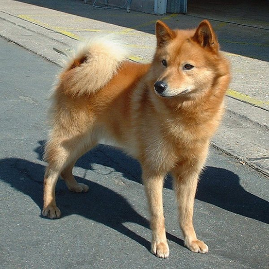 Spitz Finnico - Wild and Pet