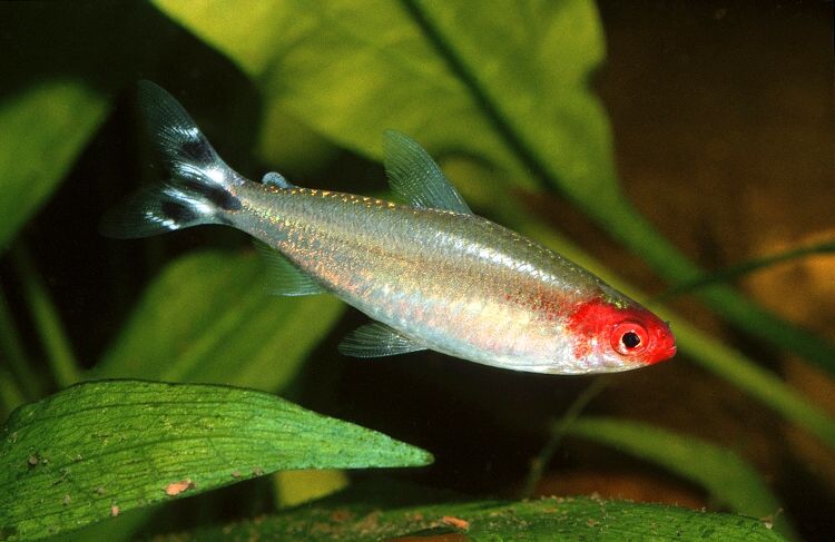 Tetra dalla testa rossa - Wild and Pet