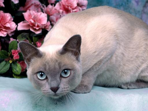 tonkinese