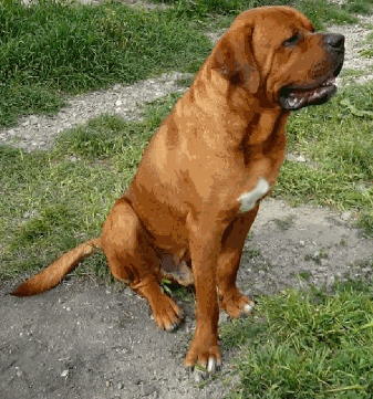 Tosa - Wild and Pet