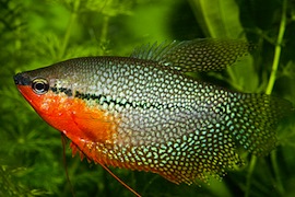 trichogaster_leeri.jpg