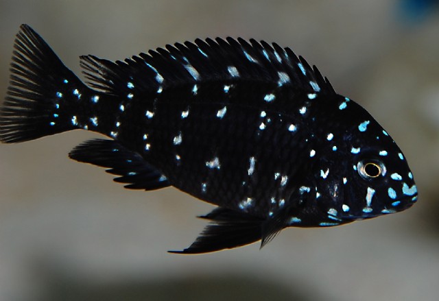 Tropheus duboisi - Wild and Pet