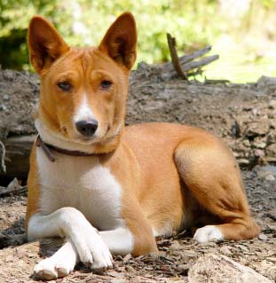 Basenji - Wild and Pet