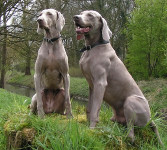 Weimaraner - Wild and Pet