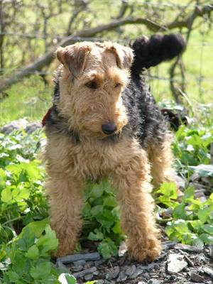 Welsh Terrier - Wild and Pet