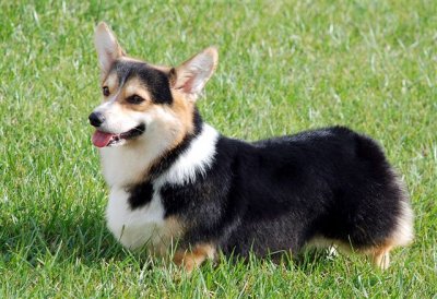 Welsh Corgi - Wild and Pet