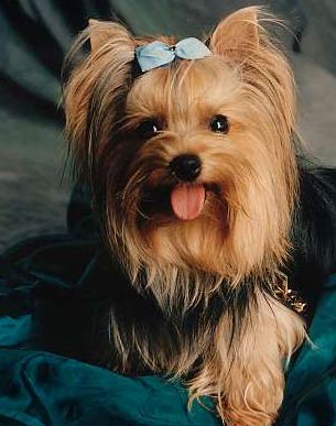 Yorkshire Terrier - Wild and Pet